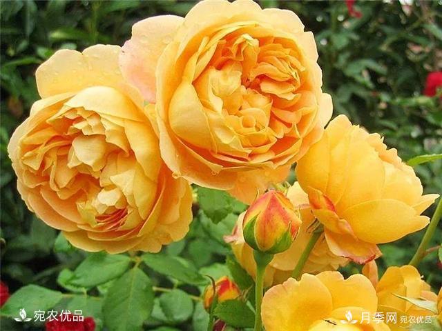 熱門50種月季花品種展示，每一種養(yǎng)法還不一樣快來看看！(圖4)