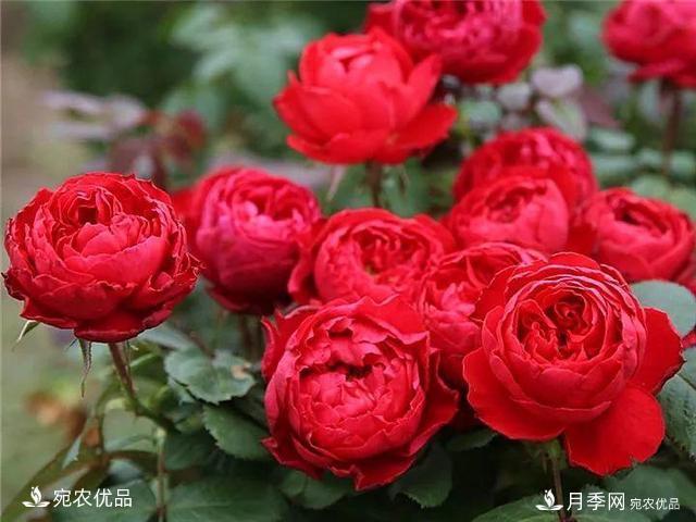 熱門50種月季花品種展示，每一種養(yǎng)法還不一樣快來看看！(圖23)