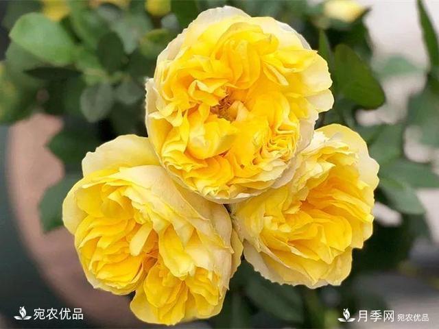 熱門50種月季花品種展示，每一種養(yǎng)法還不一樣快來看看！(圖18)