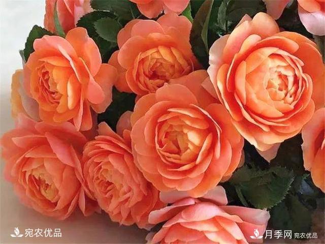 熱門50種月季花品種展示，每一種養(yǎng)法還不一樣快來看看！(圖10)