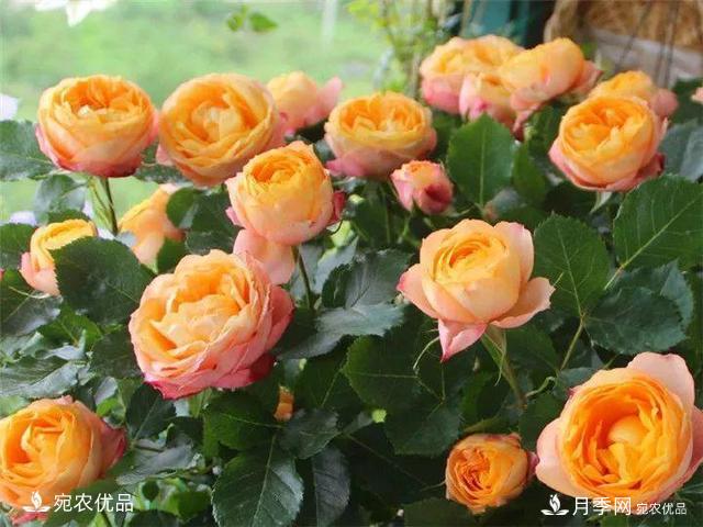 熱門50種月季花品種展示，每一種養(yǎng)法還不一樣快來看看！(圖11)
