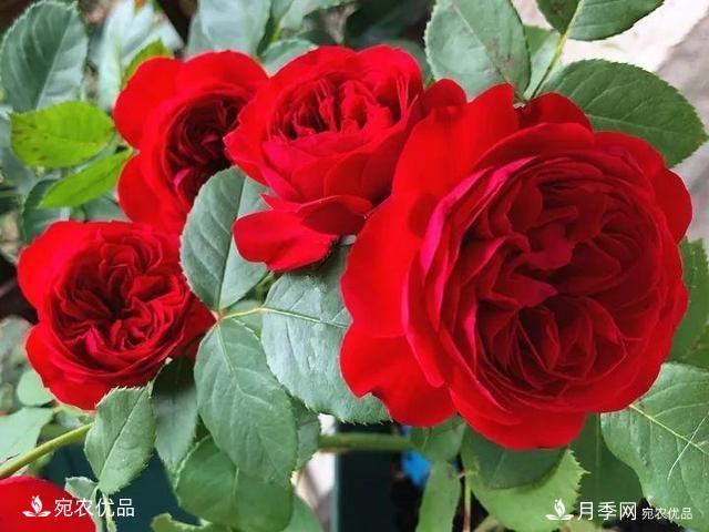 熱門50種月季花品種展示，每一種養(yǎng)法還不一樣快來看看！(圖15)