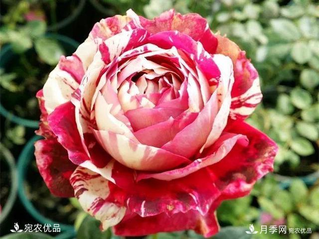 熱門50種月季花品種展示，每一種養(yǎng)法還不一樣快來看看！(圖14)