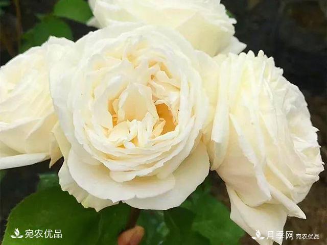 熱門50種月季花品種展示，每一種養(yǎng)法還不一樣快來看看！(圖21)