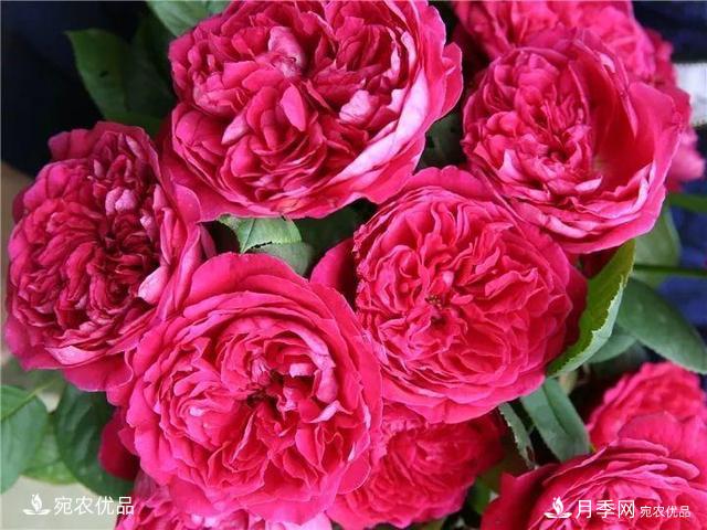 熱門50種月季花品種展示，每一種養(yǎng)法還不一樣快來看看！(圖16)