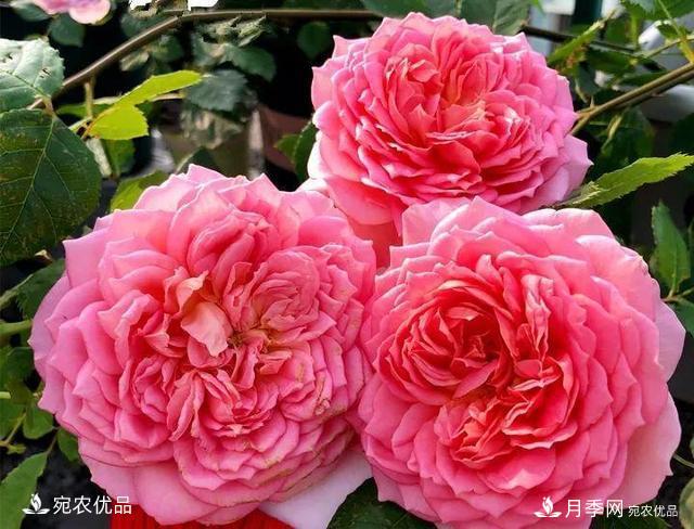 熱門50種月季花品種展示，每一種養(yǎng)法還不一樣快來看看！(圖26)