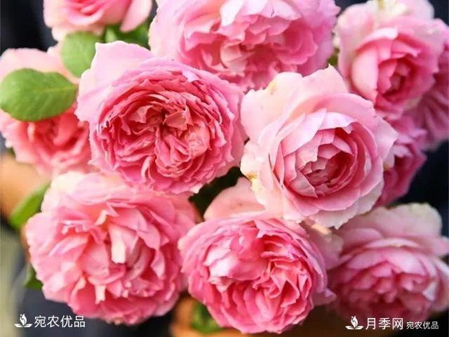 熱門50種月季花品種展示，每一種養(yǎng)法還不一樣快來看看！(圖27)