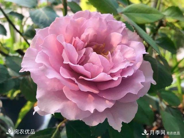 熱門50種月季花品種展示，每一種養(yǎng)法還不一樣快來看看！(圖32)