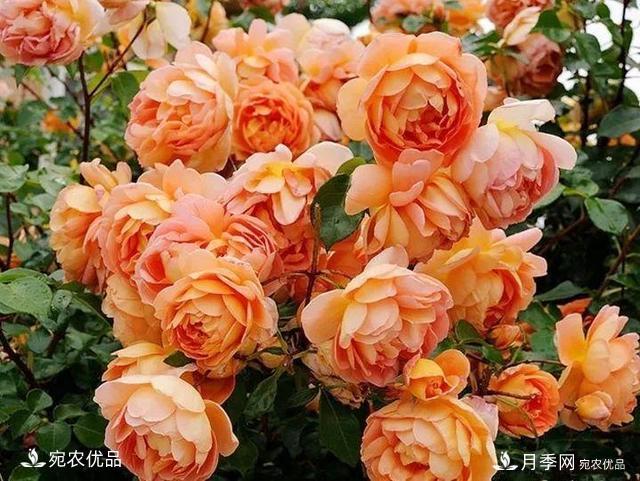 熱門50種月季花品種展示，每一種養(yǎng)法還不一樣快來看看！(圖24)