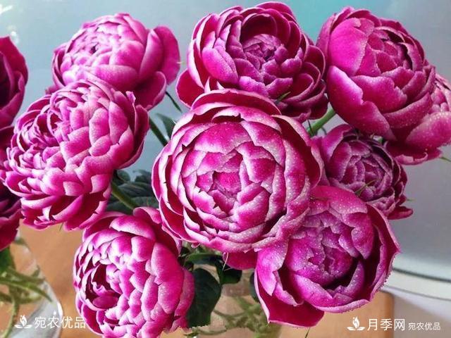 熱門50種月季花品種展示，每一種養(yǎng)法還不一樣快來看看！(圖29)