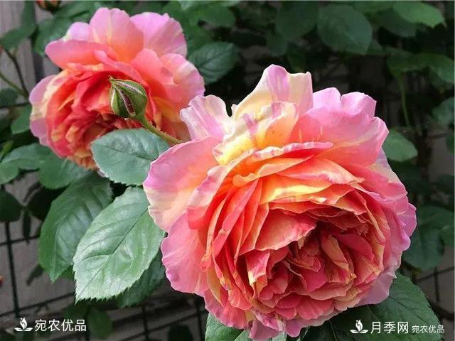 熱門50種月季花品種展示，每一種養(yǎng)法還不一樣快來看看！(圖28)