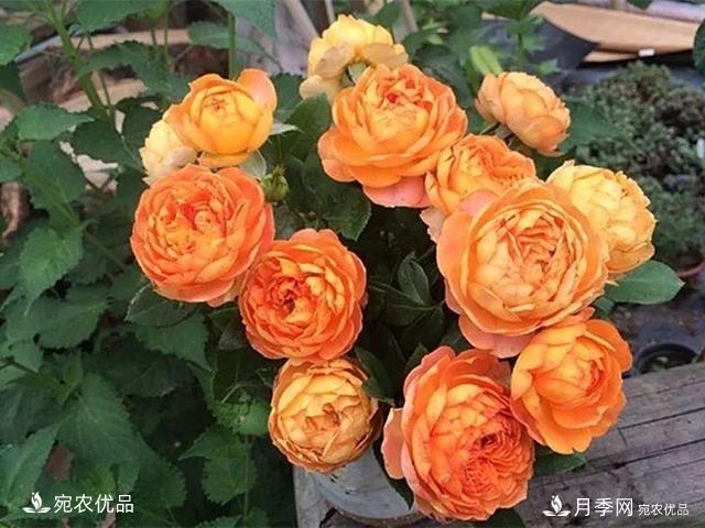熱門50種月季花品種展示，每一種養(yǎng)法還不一樣快來看看！(圖36)