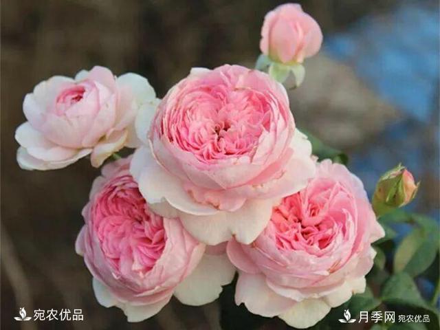熱門50種月季花品種展示，每一種養(yǎng)法還不一樣快來看看！(圖37)