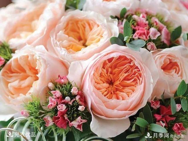 熱門50種月季花品種展示，每一種養(yǎng)法還不一樣快來看看！(圖34)