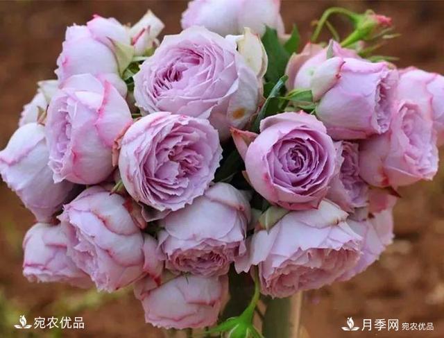 熱門50種月季花品種展示，每一種養(yǎng)法還不一樣快來看看！(圖35)