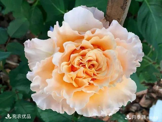 熱門50種月季花品種展示，每一種養(yǎng)法還不一樣快來看看！(圖33)