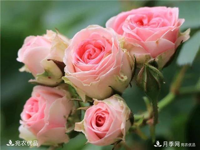 熱門50種月季花品種展示，每一種養(yǎng)法還不一樣快來看看！(圖41)