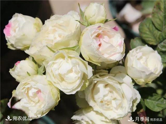 熱門50種月季花品種展示，每一種養(yǎng)法還不一樣快來看看！(圖46)