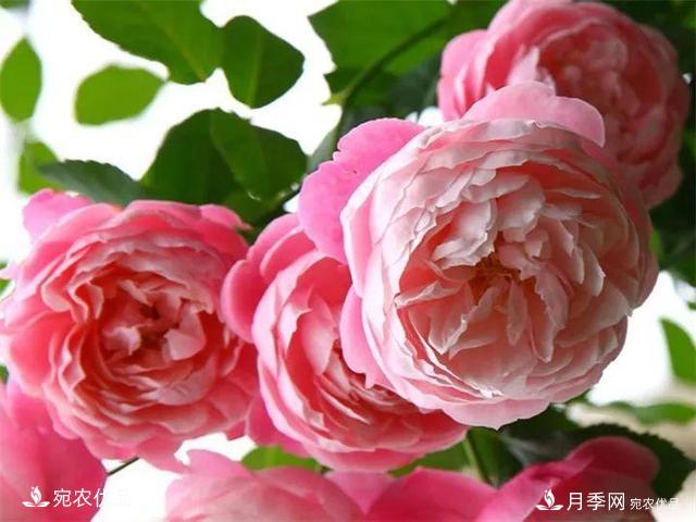 熱門50種月季花品種展示，每一種養(yǎng)法還不一樣快來看看！(圖47)