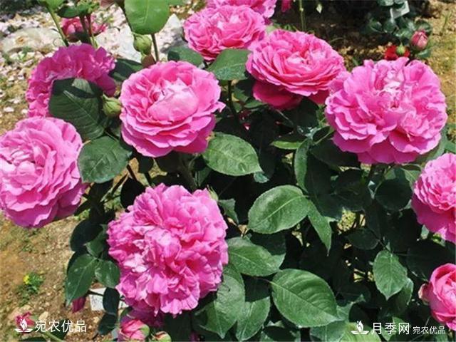 熱門50種月季花品種展示，每一種養(yǎng)法還不一樣快來看看！(圖42)