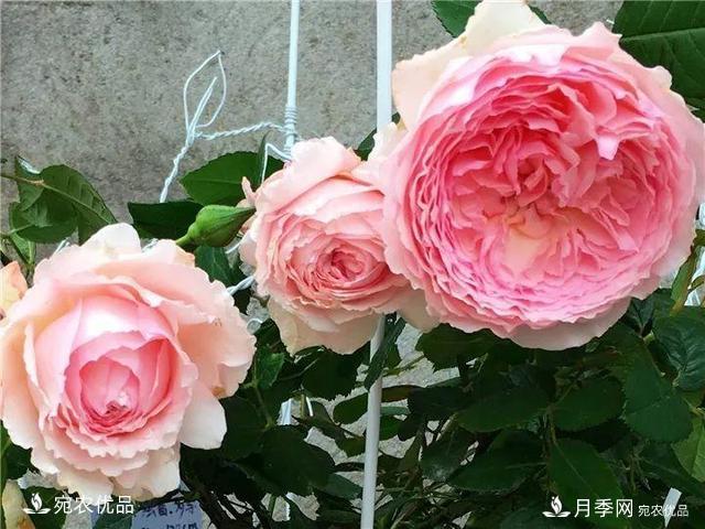 熱門50種月季花品種展示，每一種養(yǎng)法還不一樣快來看看！(圖48)