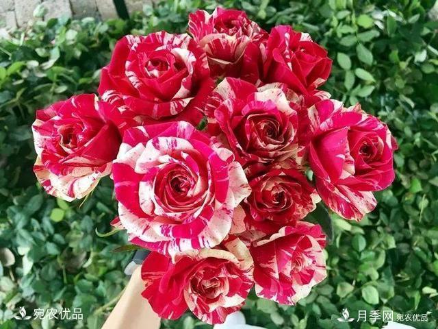 熱門50種月季花品種展示，每一種養(yǎng)法還不一樣快來看看！(圖50)