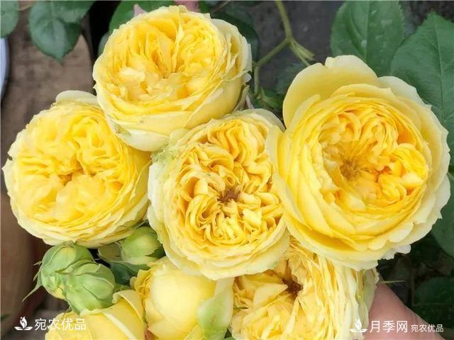 熱門50種月季花品種展示，每一種養(yǎng)法還不一樣快來看看！(圖45)