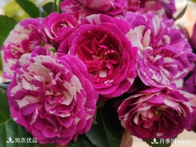 熱門50種月季花品種展示，每一種養(yǎng)法還不一樣快來看看！(圖49)