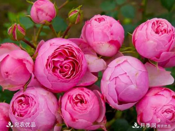 愛種植藤本月季的朋友們都來(lái)看一看啦(圖2)