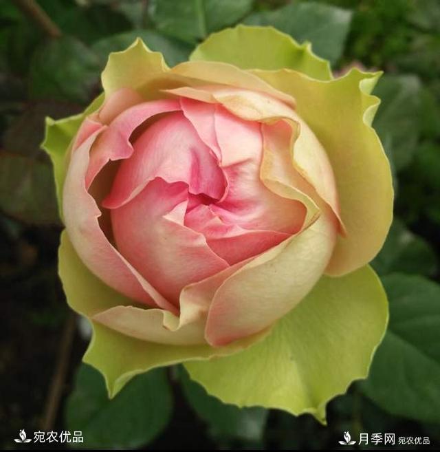 3個(gè)“僵尸”月季品種，選擇需謹(jǐn)慎，僵苞爛苞是常態(tài)(圖1)
