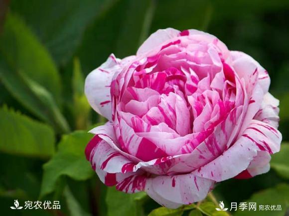 50種經(jīng)典月季品種全整理，南陽月季花開美爆了！一定要養(yǎng)(圖33)
