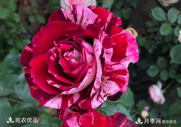50種經(jīng)典月季品種全整理，南陽月季花開美爆了！一定要養(yǎng)(圖36)