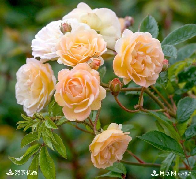 50種經(jīng)典月季品種全整理，南陽月季花開美爆了！一定要養(yǎng)(圖32)
