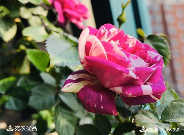 50種經(jīng)典月季品種全整理，南陽月季花開美爆了！一定要養(yǎng)(圖39)