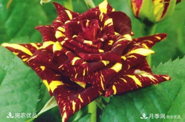50種經(jīng)典月季品種全整理，南陽月季花開美爆了！一定要養(yǎng)(圖37)