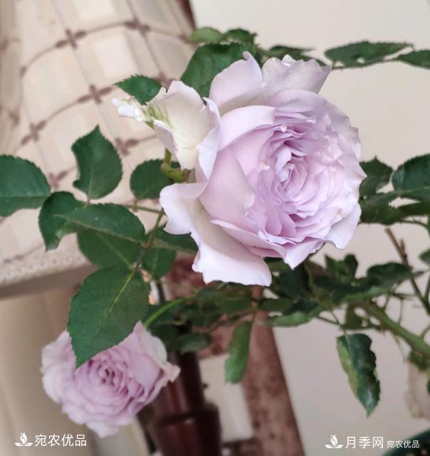 50種經(jīng)典月季品種全整理，南陽月季花開美爆了！一定要養(yǎng)(圖42)