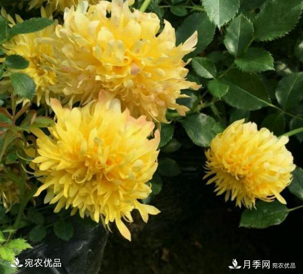 50種經(jīng)典月季品種全整理，南陽月季花開美爆了！一定要養(yǎng)(圖41)