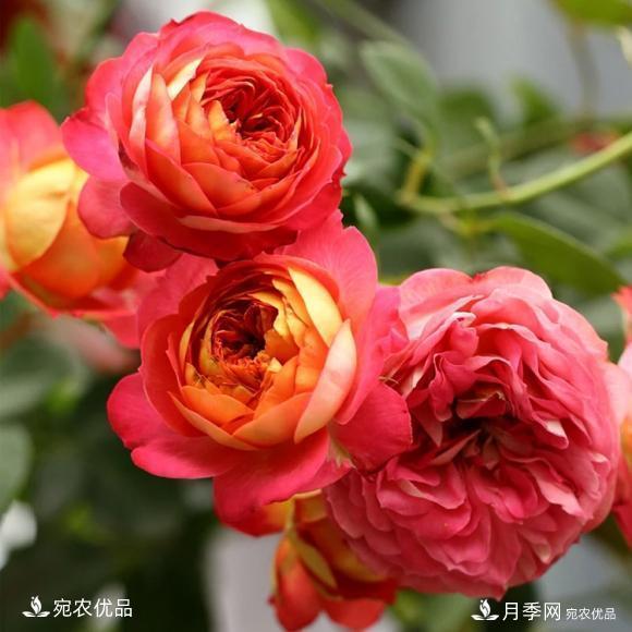 50種經(jīng)典月季品種全整理，南陽月季花開美爆了！一定要養(yǎng)(圖47)