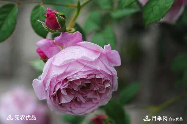 50種經(jīng)典月季品種全整理，南陽月季花開美爆了！一定要養(yǎng)(圖44)