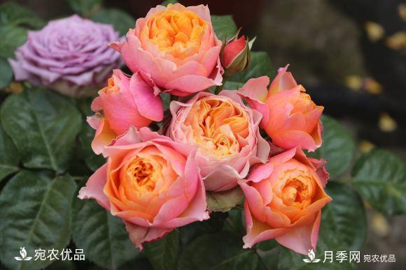 50種經(jīng)典月季品種全整理，南陽月季花開美爆了！一定要養(yǎng)(圖45)