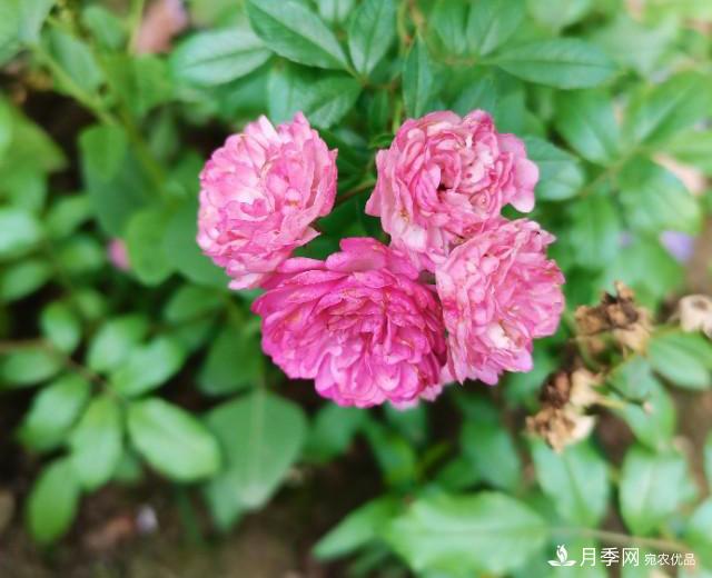 月季花殘花有必要剪嗎？月季花越剪越開(圖1)