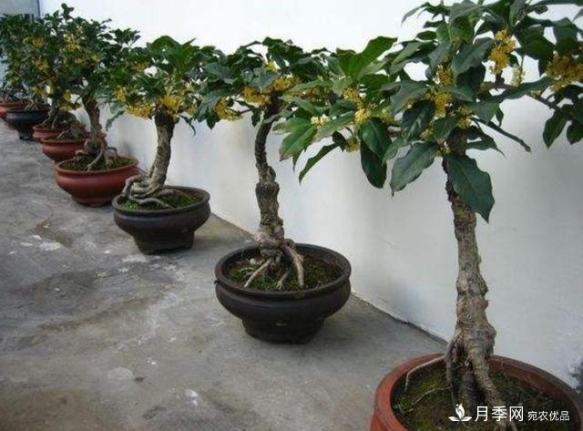 桂花盆栽開花少或不開花，找準4個原因來年花開滿樹(圖2)