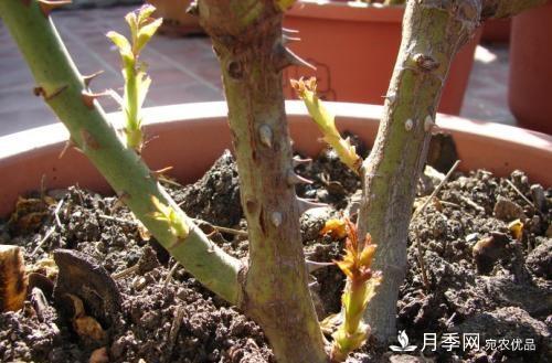 月季養(yǎng)護(hù)下開幾茬花，從夏開到深秋，更不會招惹蟲子(圖3)