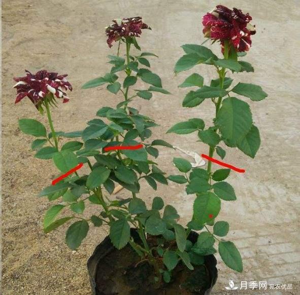 月季養(yǎng)護(hù)下開幾茬花，從夏開到深秋，更不會招惹蟲子(圖4)