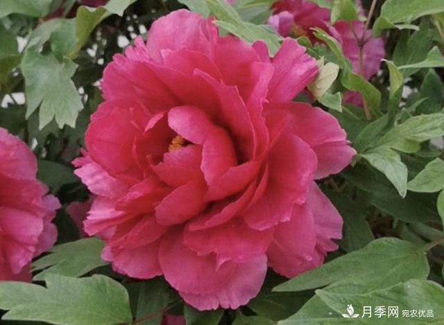 有一種花栽培歷史已有1500年，有國色天香之稱，花朵艷麗(圖2)