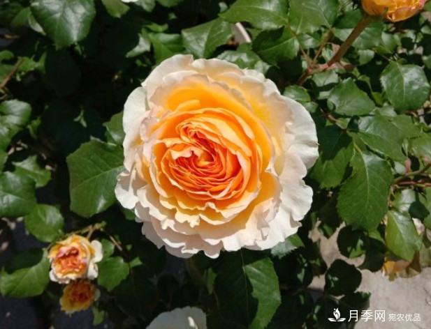 月季夏天會變丑？這8種耐熱月季，越開越好看！(圖3)