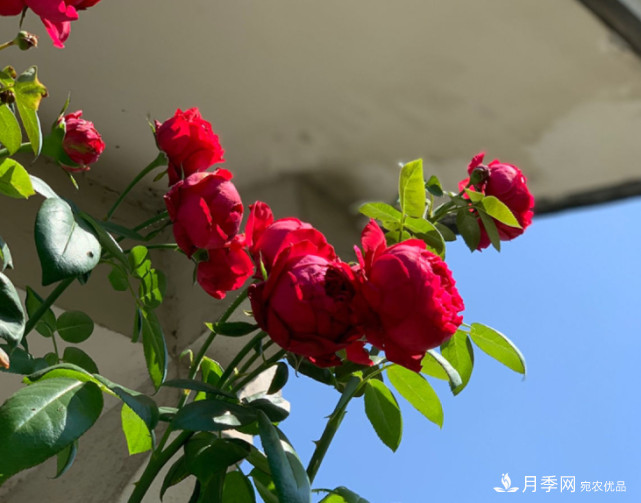 月季夏天會變丑？這8種耐熱月季，越開越好看！(圖2)