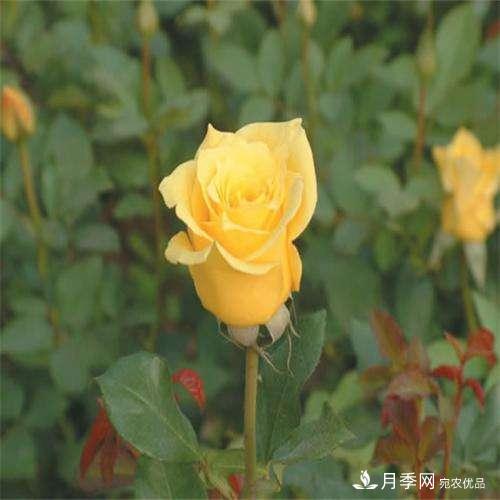 切花月季如何栽培管理？切花月季白粉病如何防治？(圖1)
