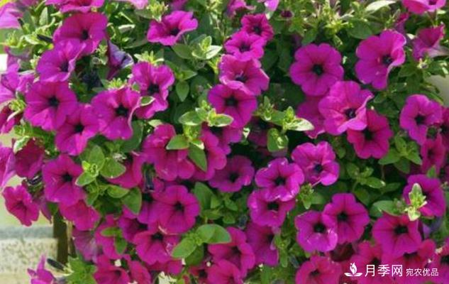 千位花友票選，10種***好養(yǎng)護(hù)的花卉，你們都養(yǎng)了沒？(圖4)
