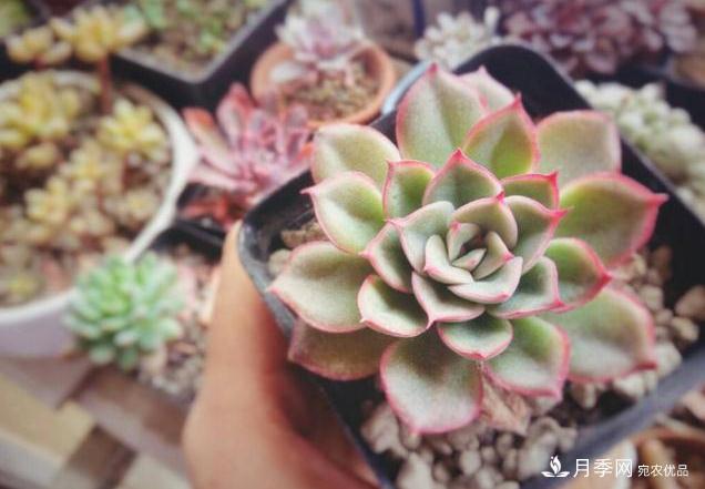 千位花友票選，10種***好養(yǎng)護(hù)的花卉，你們都養(yǎng)了沒？(圖5)